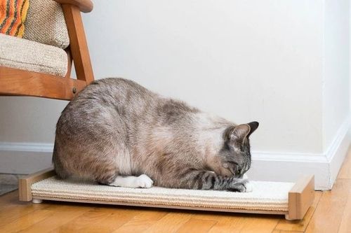 小猫躺板板对猫有影响吗？板板猫全屋定制